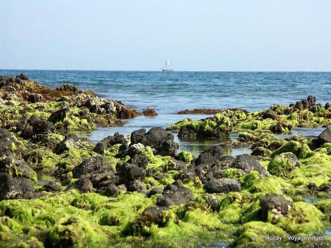 Algas e barco off Playa Monsul, Cabo de Gata - Espanha, Andaluzia