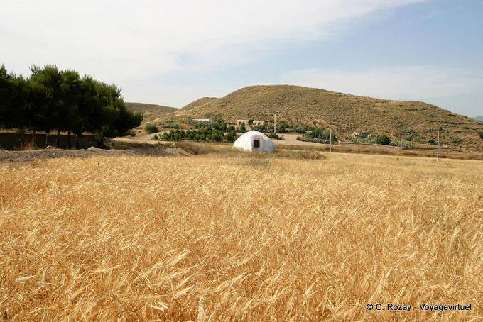 Campo de trigo, Cabo de Gata - Espanha, Andaluzia