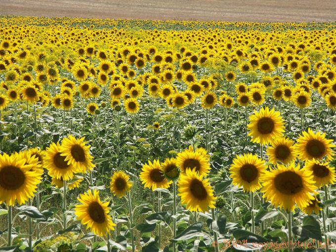Girassol Flores - Espanha