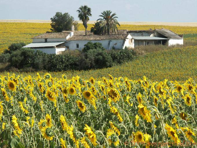 Farm para Grazalema - Espanha
