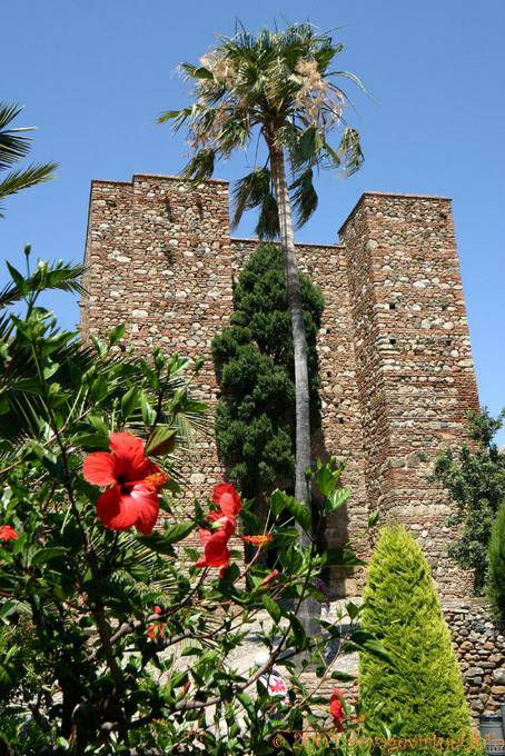 Palmeira na frente de uma torre da Alcazaba, Malaga - Espanha, Andaluzia