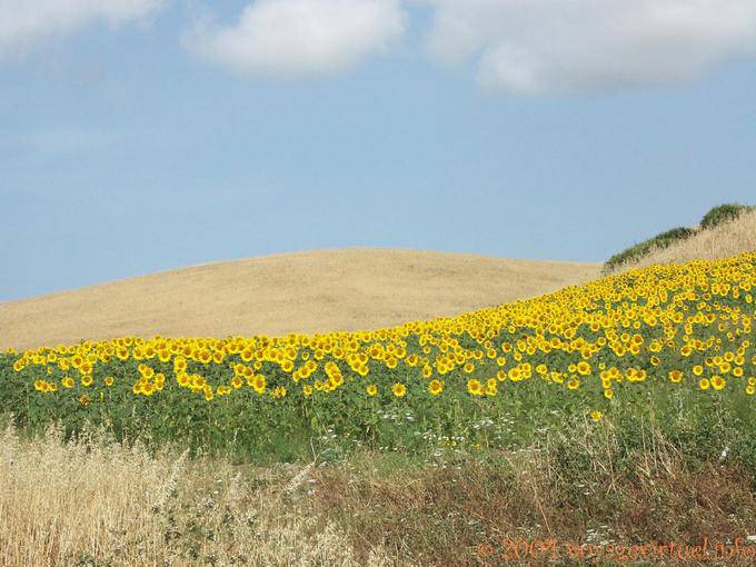 Campo de girassóis, Vejer de la Frontera - Espanha