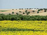 Paisagem andaluza, Almodovar Del Rio, Espanha.