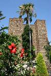Palmeira na frente de uma torre da Alcazaba, Malaga, Espanha.
