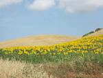 Campo de girassóis, Vejer de la Frontera, Espanha.