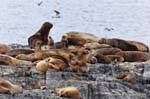 Marinheiros Lions ilha no Canal Beagle, Ushuaia, Argentina.