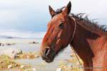 Um cavalo, Laguna Nimez, El Calafate, Argentina.