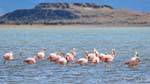 Flamingos rebanho para descansar em Laguna Nimez, El Calafate, Argentina.
