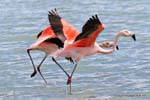 O casal andando na água, flamingos chilenos, El Calafate Laguna Nimez, Argentina.