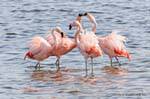 Confabulações e bicos de decisão, Flamingos, El Calafate Laguna Nimez, Argentina.