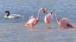 Trio de flamingos conversar e cisne de pescoço preto, El Calafate Laguna Nimez, Argentina.