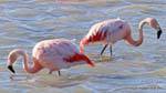 Phoenicopterus chilensis pesca, El Calafate Laguna Nimez, Argentina.