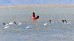 No meio de uma tropa de Cygnus melancoryphus, flamingos, El Calafate Laguna Nimez, Argentina.
