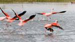 Corrida off, caminhando sobre a água, flamingos Chile, El Calafate Laguna Nimez, Argentina.