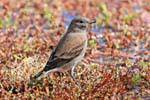 Sparrow gênero, El Calafate, Laguna Nimez pássaro Patagonia, Argentina.