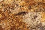 Folha Fossil, Ischigualasto, Valle de la Luna, Argentina.
