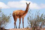 A guanaco, Ischigualasto, Valle de la Luna, Argentina.