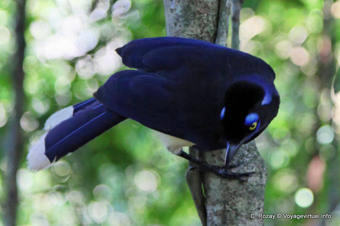 Imitador Omnivorous e formidável, um acahé jay, Puerto Iguazu - Argentina