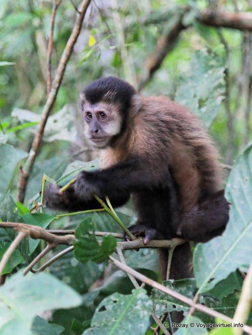 Macaco solto em Puerto Iguazu Parque - Argentina