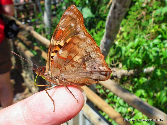 Autumn borboleta pousou em um dedo, Puerto Iguazu Cataratas - Argentina