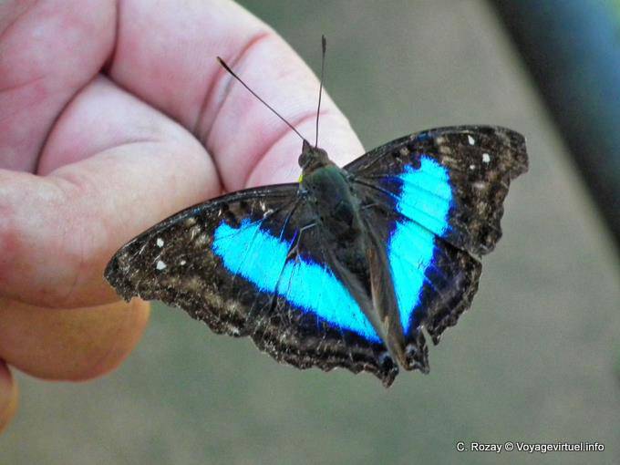 Outra borboleta azul e preto atraídos pela mão, Puerto Iguazu - Argentina