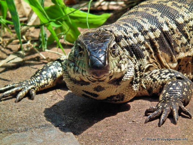 Cabeça Tegu Lagarto Overo ou, Puerto Iguazu - Argentina