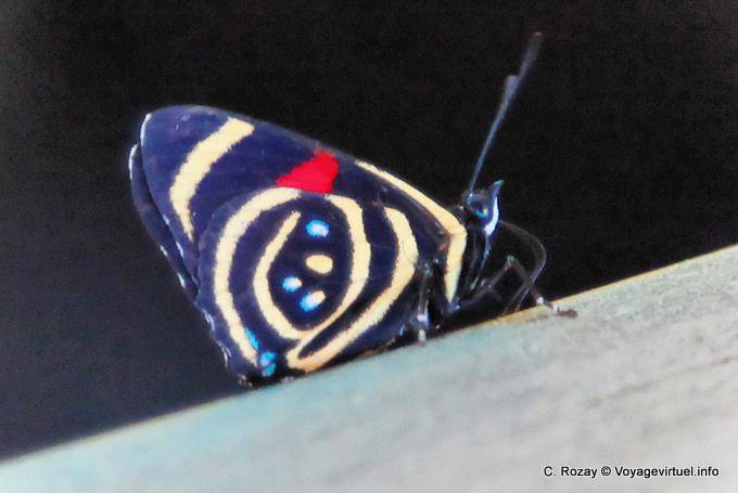 Borboleta azul ponto vermelho, Puerto Iguazu Cataratas - Argentina
