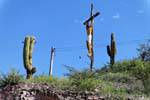 Crucifixo entre o cacto, San Agustin de Valle Fértil, Argentina.