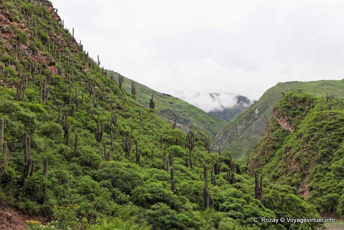 Candelabra no verde, Quebrada El Carril antes Escoipe - Argentina