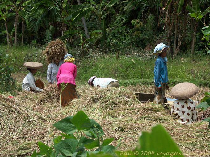 O trabalho na lavoura, Bali - Bali