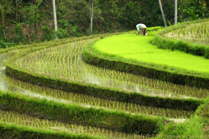 Transplantio Rice, Pekutatan - Bali