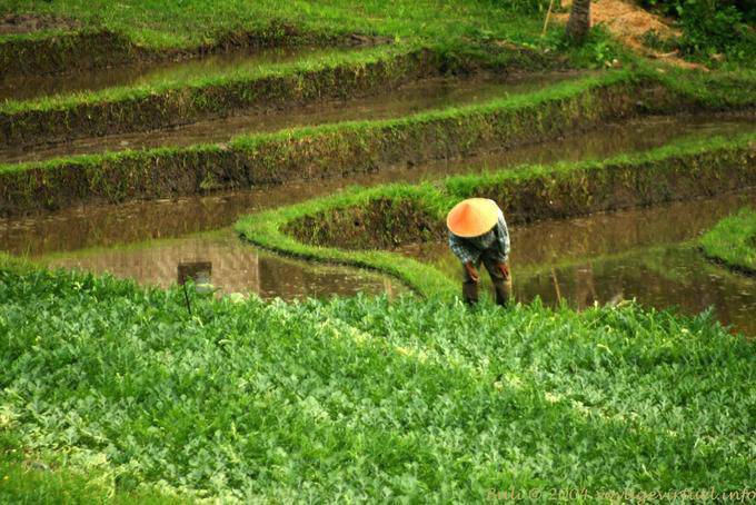 Camponês em curvas verdes Pekutatan - Bali