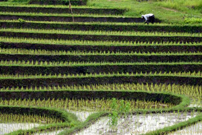 Pavimentos em um campo de arroz, Pekutatan - Bali