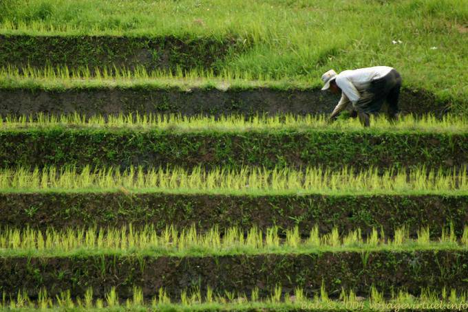 Campo de arroz Terrace Pekutatan - Bali