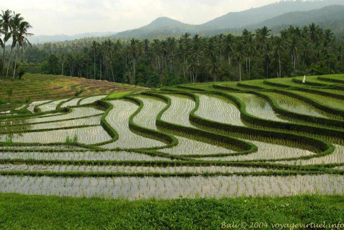 Ondas de campos de arroz, Pekutatan - Bali