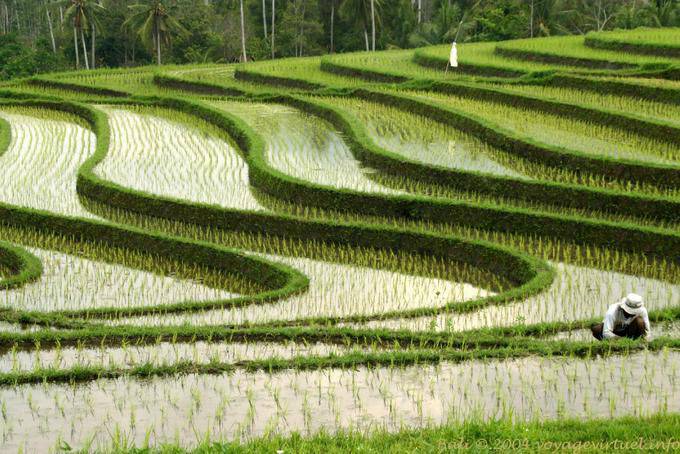 Ondulações de campos de arroz, Pekutatan - Bali