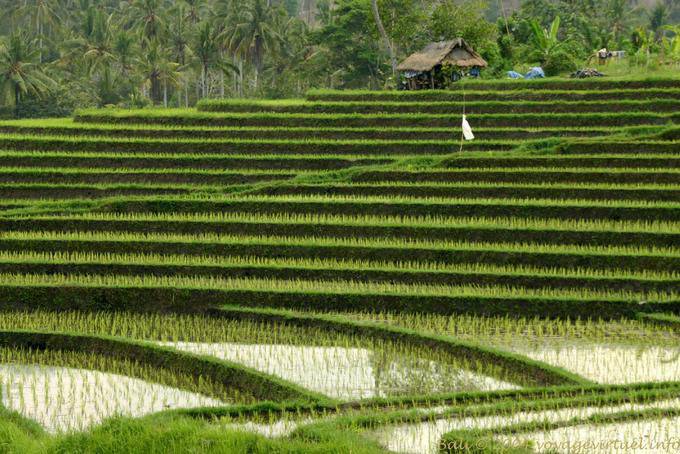 Terraços do arroz, Pekutatan - Bali