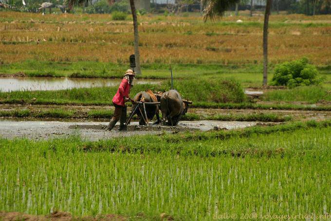 Bois e arroz arado campos, Bali - Bali