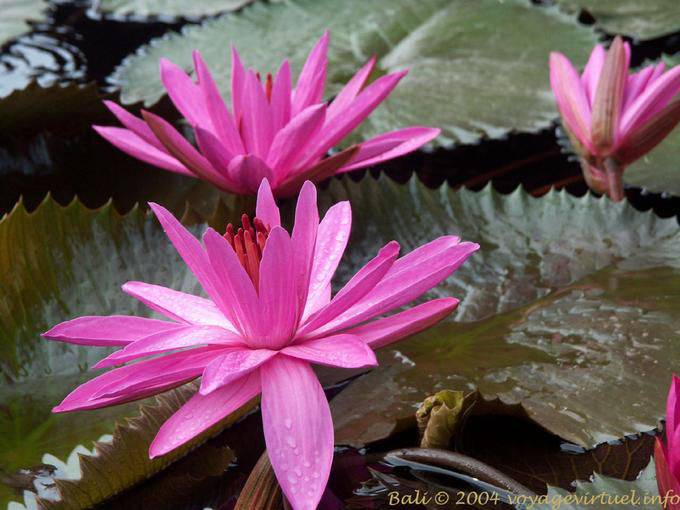 Lotus maravilhosas flores, Tanah Lot - Bali