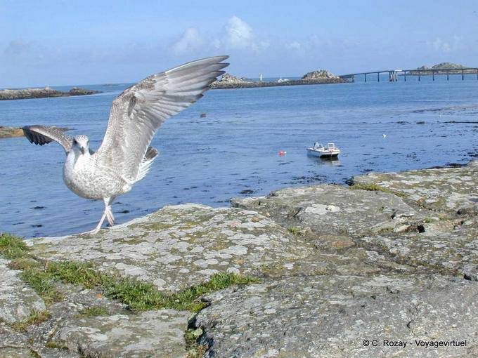 Os jovens asas de gaivota abertos, Roscoff, Bretanha - França