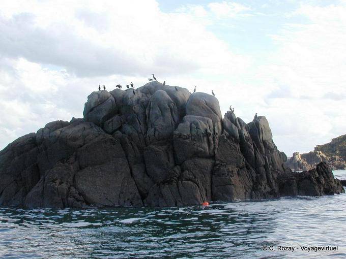 Corvos marinhos Rocha, Bretanha - França