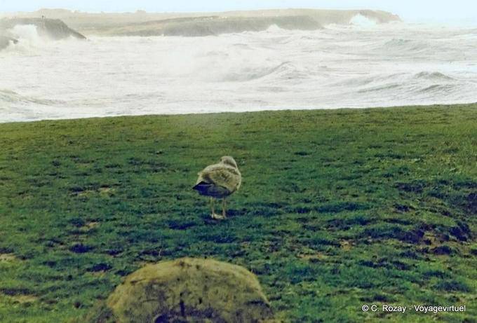 Gaivota e tempestade, Quiberon, Brittany - França