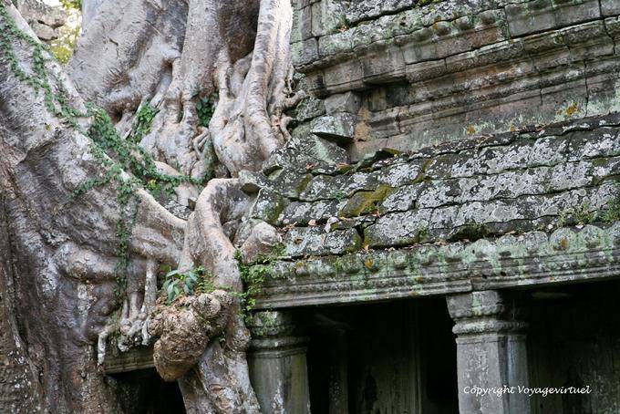 Penetração das raízes Preah Khan, Angkor, Camboja