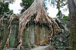 Árvore segurando uma parede interior, Ta Prohm,, Camboja.