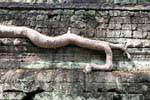 Raiz Invasiva, Ta Prohm-, Camboja.