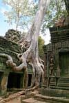 Balance Root, Ta Prohm-, Camboja.