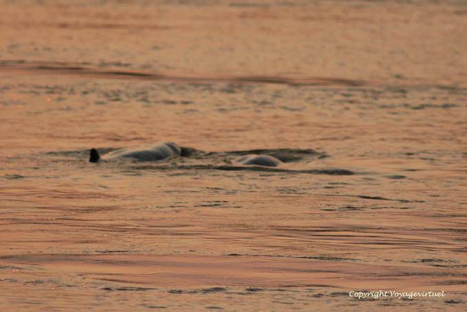 Dolphins fugindo ao pôr do sol, Kracheh (Kratie) - Camboja