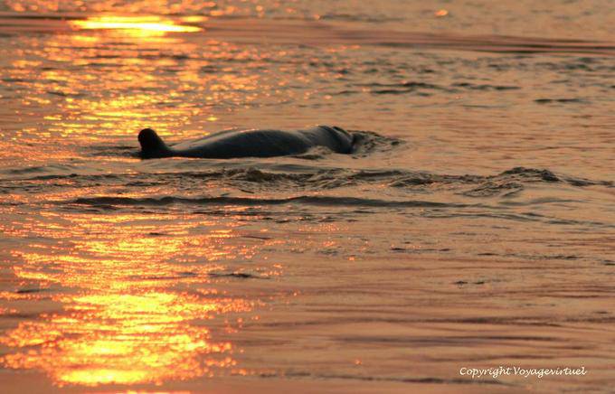 Golfinho do Irrawaddy, natação mamífero nas águas do Mekong Kracheh (Kratie) - Camboja
