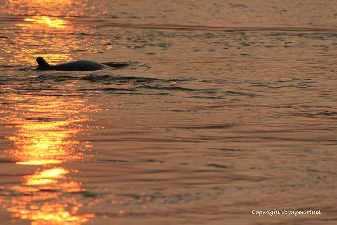 Dolphin nadar no Mekong, Kracheh (Kratie) - Camboja