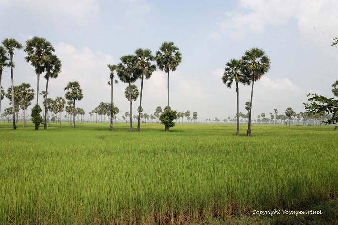 Arroz paisagem campo entre Batheay e Skun - Camboja